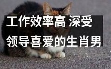 十二生肖男子,以高效工作引领致胜,青睐领导和爱戴伙伴的首选伙伴