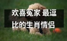 欢喜冤家成最逗比生肖情侣,他们的爱情故事令人忍俊不禁