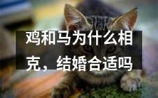 为何鸡与马会产生相克情况?从民俗文化与生物学视角探究,您认为这两类动物的婚配是否适宜?