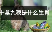 哪些生肖有十拿九稳的成功率?