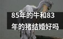 是否可以说85年出生的牛和83年出生的猪缔结婚姻?