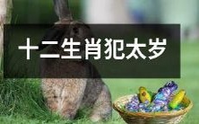 野兽肆虐:十二生肖迎来犯太岁的挑战与危机