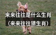 你能猜出“来来往往”所代表的哪个生肖吗?