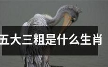 哪些生肖属于五大三粗?