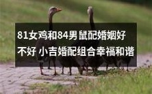 小吉婚配组合:81岁女鸡和84岁男鼠的婚姻,探讨幸福和谐的可能性