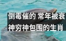 深受不幸影响的生肖在常年里饱受衰神和穷神的围绕和包围