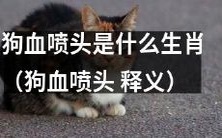 狗血喷头的释义及其对应生肖是什么?