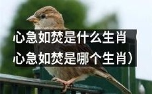 哪个生肖的特质为心急如焚,焦虑不安,无法耐心等待?