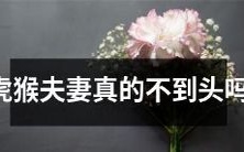 虎猴夫妻是否真的可以长久维持关系而不走到尽头?