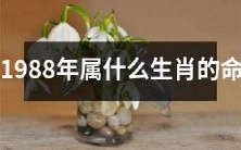 根据中国传统生肖,1988年出生的人属于哪个生肖?