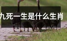 哪个生肖被称为“九死一生”?