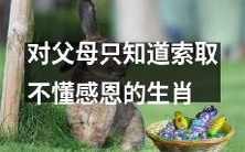 缺乏感恩心态,只懂索取的某个生肖在与父母相处中存在的问题