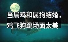 当属鸡和属狗喜结良缘:鸡飞狗跳情景之美,令人叹为观止!