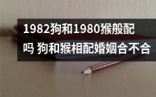透过属相看婚姻:1982年出生的狗与1980年出生的猴是否相配?狗与猴的婚姻是否合适?