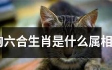 请问狗属于六合生肖的哪一个属相呢?