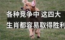 这四大生肖在众多竞争中具备优势,很容易取得胜利