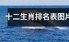 带有可视化图片的精确排名表:十二生肖排名表图解