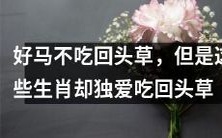 这些生肖明明知道好马不吃回头草,却独爱回头草,究竟是为什么呢?