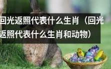 何种生肖和动物被称为“回光返照”的代表?