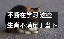 这些生肖始终在不断学习和进步,永不满足于现状