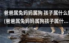 知道父母属兔和属狗,那孩子应该属什么?(What Should Children Belong to If Their Parents Belong to Rabbit and Dog?)