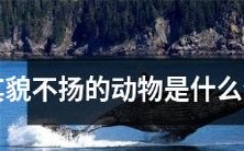 哪些生肖属于看起来平凡无奇、没什么特别魅力的动物?