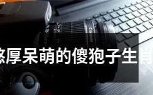 让我们走近憨厚呆萌的傻狍子生肖,探寻其独特魅力与神秘之处