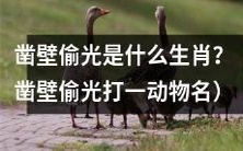 哪个动物是凿壁偷光的代表?