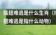 究竟是哪个生肖会被形容为‘插翅难逃’,指的是哪些有着无法逃脱命运的动物?