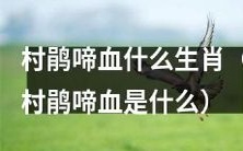 究竟是哪种生肖会引起村鹃哀鸣涕泪,哭泣流血?