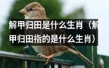 请问解甲归田这个成语所指的是哪个生肖呢?