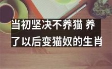 从一开始坚决不养猫,到最终变身为猫奴的生肖经历:探究猫咪的魅力与魔力