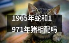 1965年属蛇的人和1971年属猪的人是否兼容?