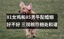 81岁的母鸡和85岁的公牛是否适合结婚,他们的价值观是否相似,能否和谐相处?