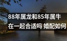 1988年出生的属龙和1985年出生的属牛是否适合在婚姻中在一起?如何进行合适的婚配?