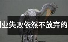 尽管创业失败,这些生肖仍然不气馁,继续坚定前行!