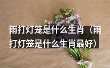 「请问,雨打灯笼是什么样的生肖?哪种生肖最适合被比喻为雨打灯笼?」