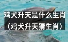 不妨一猜,哪些生肖在鸡犬升天的谜题中闪亮登场?