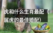 鼠不是虎的最佳婚配,那么属于虎的人最适合与哪个生肖结合呢?