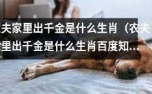 在中国农村传说中,农夫家里出现千金时会预示着什么生肖的到来?