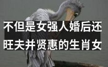 十二生肖中最不仅仅是女强人,还能在婚姻中旺夫并展现贤惠的生肖女