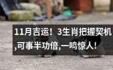 11月幸运!3个生肖抓住机会,轻松事半功倍,惊人表现!