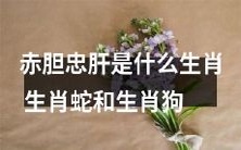 生肖蛇和生肖狗:探究“赤胆忠肝”这个与生肖相关的谚语的由来及意义