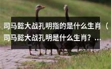 司马懿和孔明对战,他们分别代表哪个生肖?