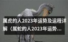 属虎者的2023年全面运势分析及未来趋势展望,附详细解读与建议