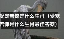 哪个生肖最适合称为“受宠若惊”?