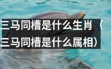 三马同槽是哪些动物所代表的中华十二生肖属相?