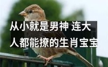 从小时候起就备受宠爱的男神生肖宝宝,具备惊人的撩妹本领,连成年人都难以招架!