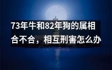 如何处理73年牛和82年狗的属相冲突,以及它们之间可能存在相互伤害的局面?