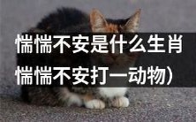 哪些生肖常常表现出惴惴不安的心态?